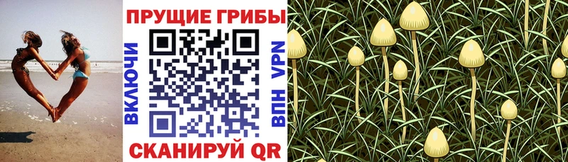 Галлюциногенные грибы MAGIC MUSHROOMS  Жирновск 